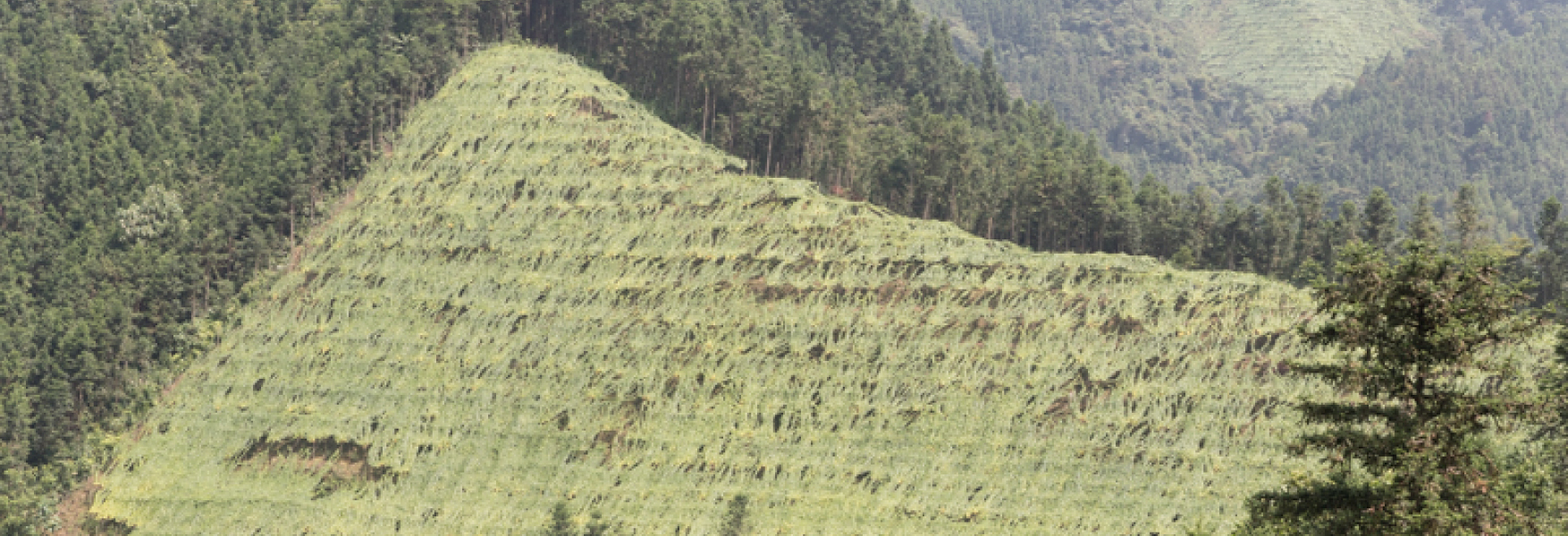 サラヤの羅漢果は山の斜面で栽培されます。