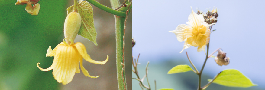 羅漢果の雄花、羅漢果の雄花
