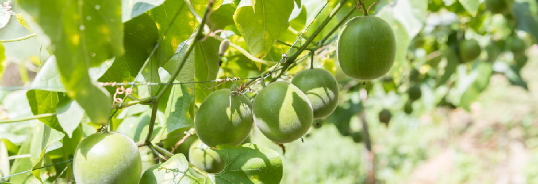 収穫時期の羅漢果
